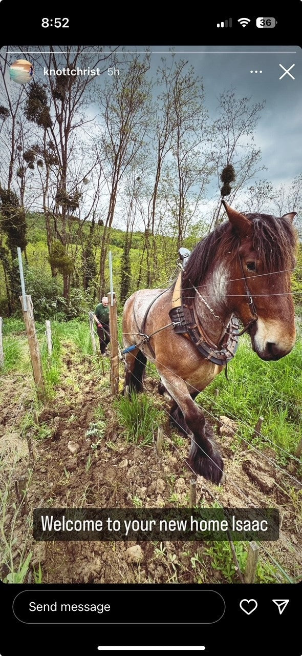 Domaine Dandelion Hautes-Cotes de Beaune 'Rosie Red' 2022